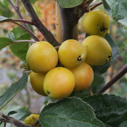 Malus hybrid Golden Henry - Paradisæble