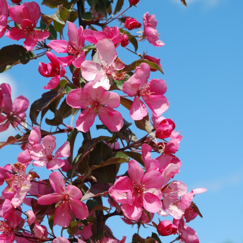 Paradisæble Rubin 125-150 cm. - Malus hybrid Rubin