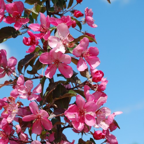 Paradisæble Rubin 125-150 cm. - Malus hybrid Rubin