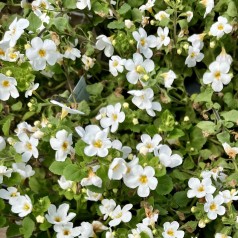 Bacopa Hvid - Sutera...