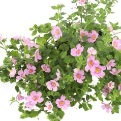 Bacopa Rosa - Sutera...