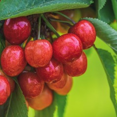 Kirsebærtræ Regina - Prunus...