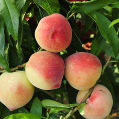 Ferskentræ Inka - Prunus...