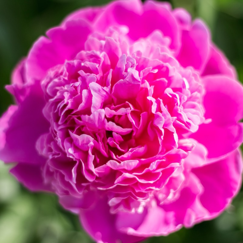 Pæon Patio Rome - Paeonia lactiflora Patio Rome