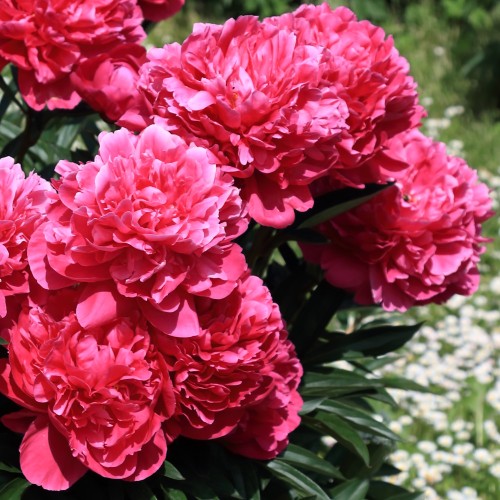 Pæon Patio London - Paeonia lactiflora Patio London