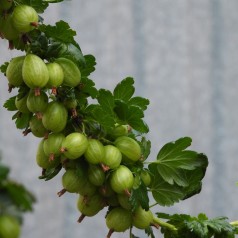 Stikkelsbærbuske Invicta