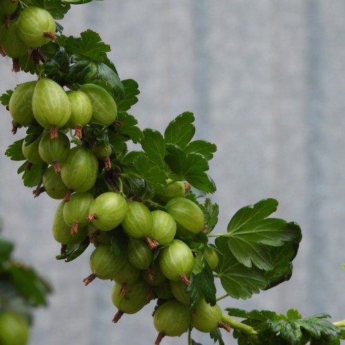 Stikkelsbærbuske Invicta