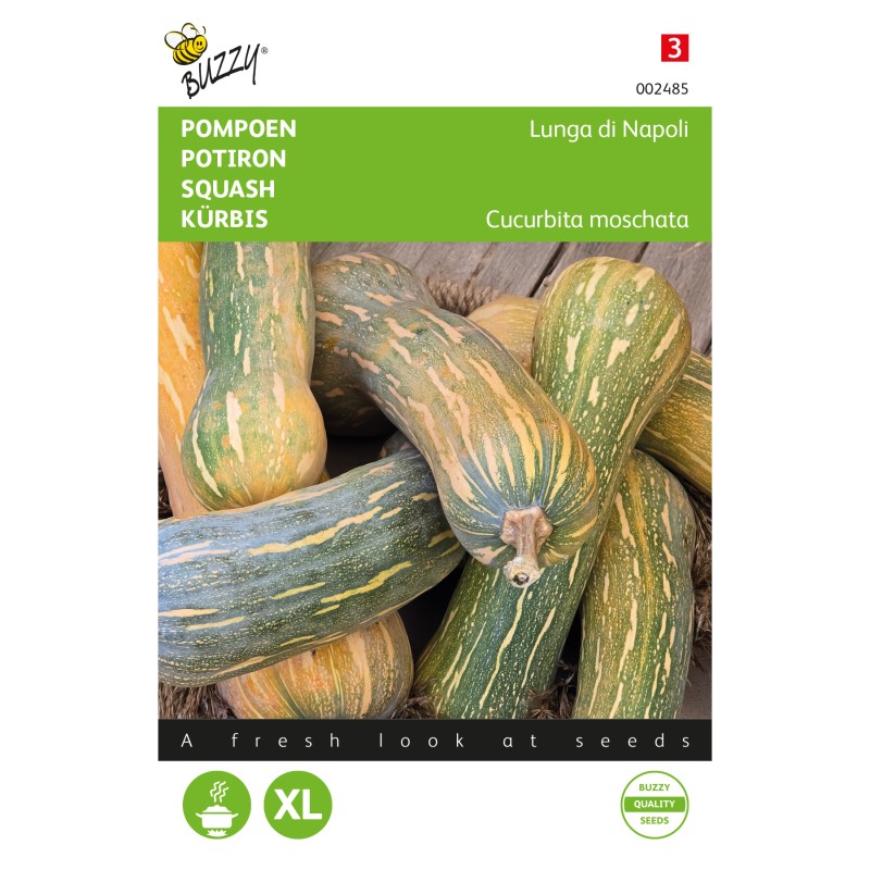 Squashfrø, Lunga di Napoli