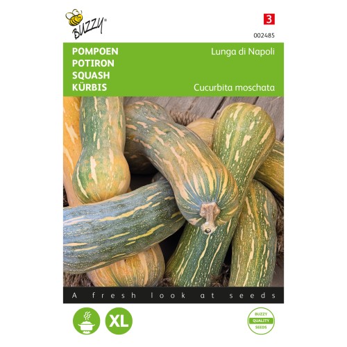 Squashfrø, Lunga di Napoli