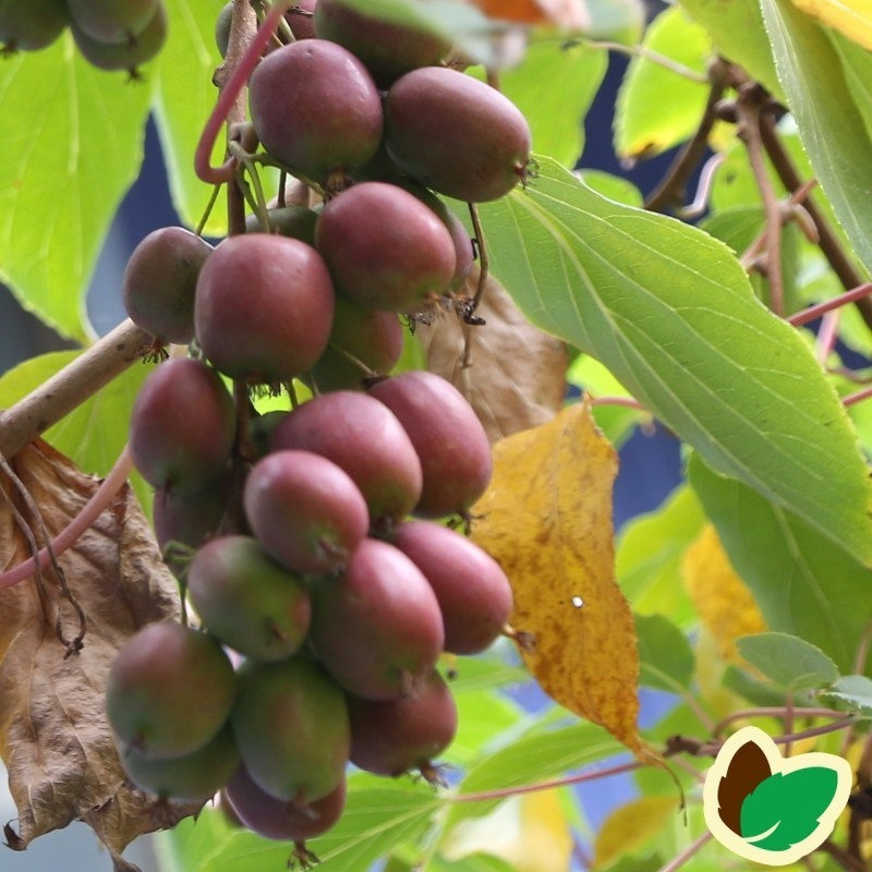 Stikkelsbærkiwi Geneva (Hun) - Actinidia arguta Geneva