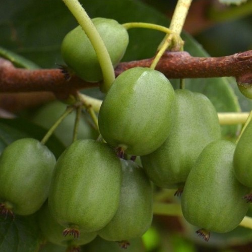 Stikkelsbærkiwi Issai (Selvbestøvende) - Actinidia arguta Issai