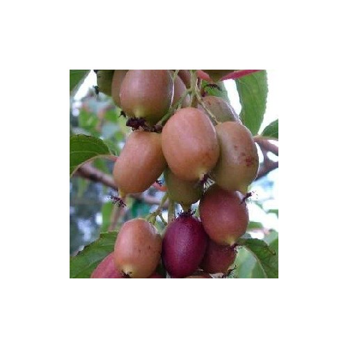 Actinidia arguta Kens Red / Stikkelsbærkiwi