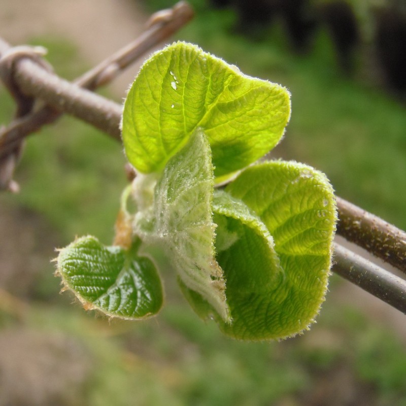 Kiwi Atlas (Han) 150-175 cm. - Actinidia deliciosa Atlas