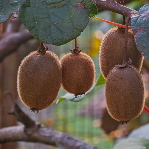 Kiwi Boskoop - Actinidia chinensis Boskoop
