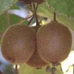Kiwi Solo - Actinidia chinensis Solo