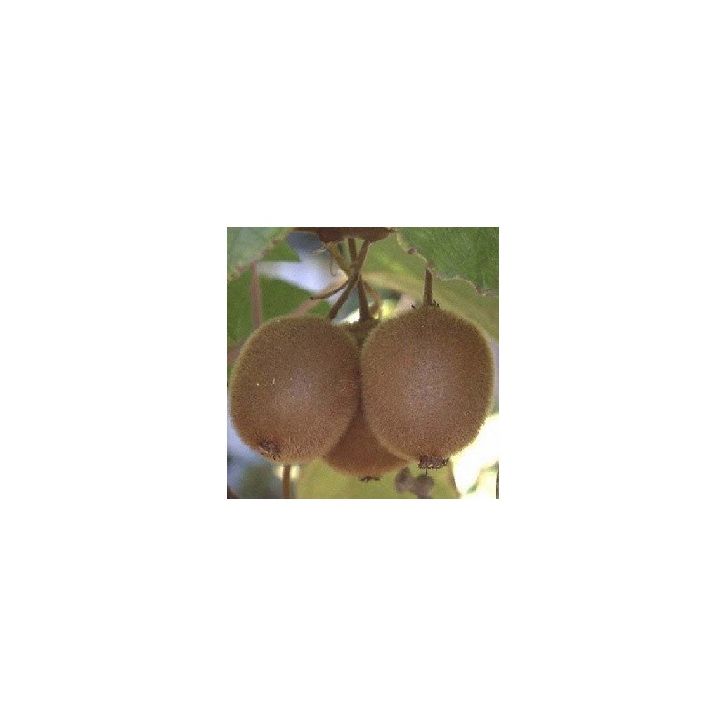 Kiwi Solo - Actinidia chinensis Solo