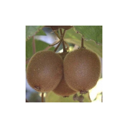 Kiwi Solo - Actinidia chinensis Solo