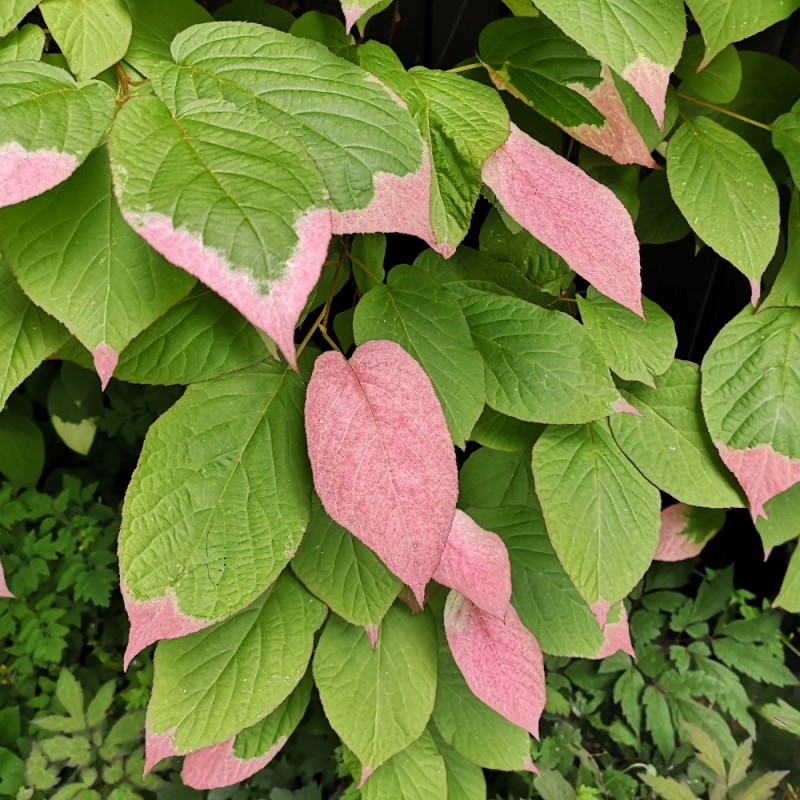 Actinidia kolomikta / Kamæleonbusk