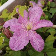 Clematis Comtesse De Bouchaud / Klematis