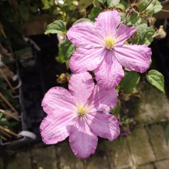 Klematis Comtesse De Bouchaud 150-175 cm. - Clematis Comtesse De Bouchaud