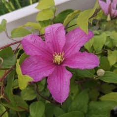 Clematis Comtesse De Bouchaud / Klematis