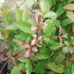 Klematis Marjorie 150-175 cm. - Clematis montana Marjorie