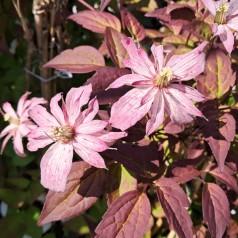 Klematis Marjorie 150-175 cm. - Clematis montana Marjorie