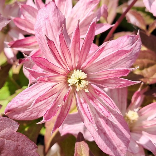 Klematis Marjorie 150-175 cm. - Clematis montana Marjorie