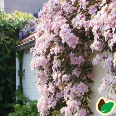 Clematis montana Mayleen / Klematis