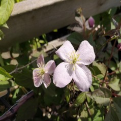Klematis Mayleen 150-175 cm. - Clematis montana Mayleen