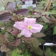 Klematis Mayleen 150-175 cm. - Clematis montana Mayleen