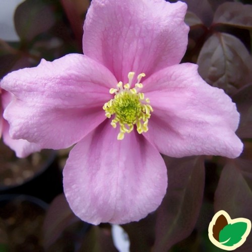 Clematis montana Mayleen / Klematis