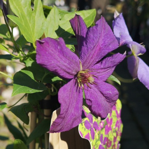 Clematis viticella Polish Spirit / Klematis