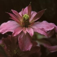 Clematis montana Broughton Star / Klematis