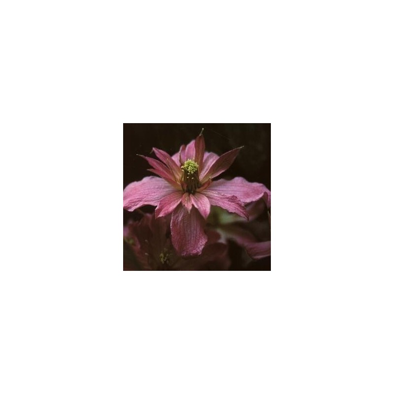 Clematis montana Broughton Star / Klematis
