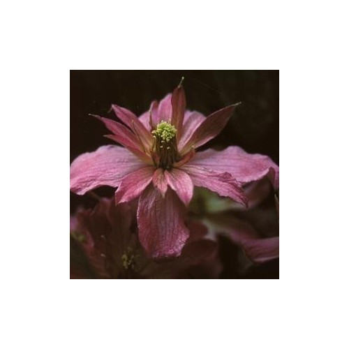Clematis montana Broughton Star / Klematis