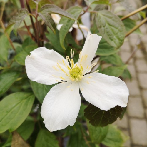 Klematis Grandiflora 150-175 cm. - Clematis montana Grandiflora