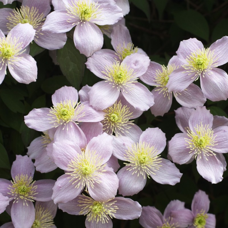 Klematis Tetrarose 150-175 cm. - Clematis montana Tetrarose