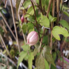 Klematis Rubens 150-175 cm. - Clematis montana Rubens