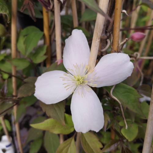 Klematis Rubens 150-175 cm. - Clematis montana Rubens