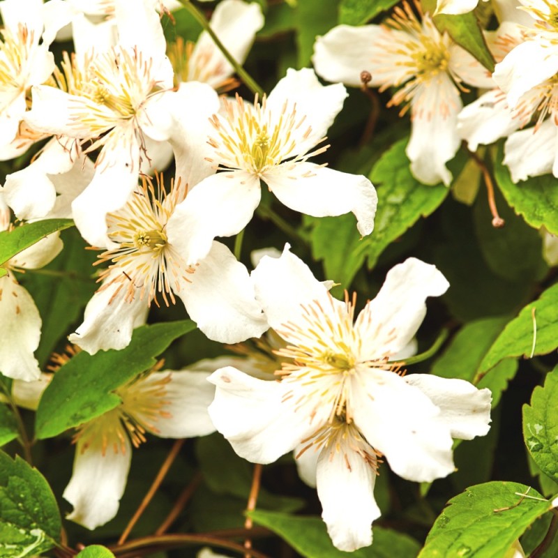 Klematis Wilsonii 150-175 cm. - Bjergskovranke - Clematis montana Wilsonii
