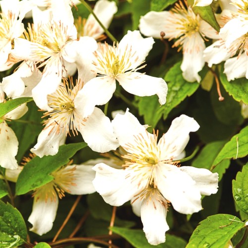 Klematis Wilsonii 150-175 cm. - Bjergskovranke - Clematis montana Wilsonii