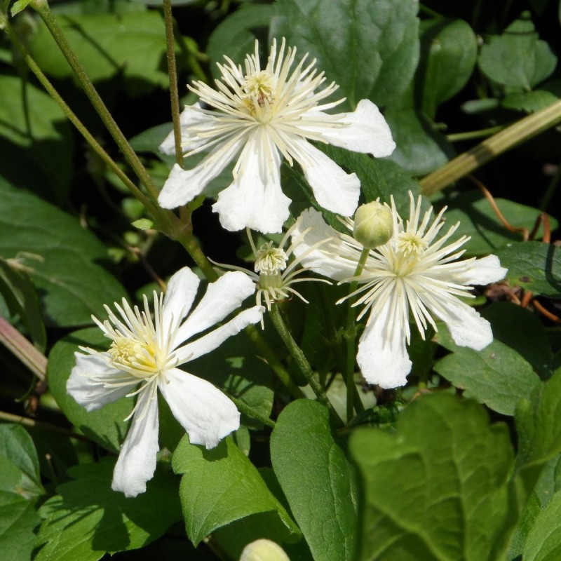 Klematis vitalba / Alm. Skovranke 150-175 cm. - Clematis vitalba