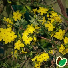 Vinterjasmin / Jasminum nudiflorum