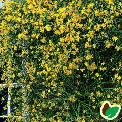 Vinterjasmin / Jasminum nudiflorum