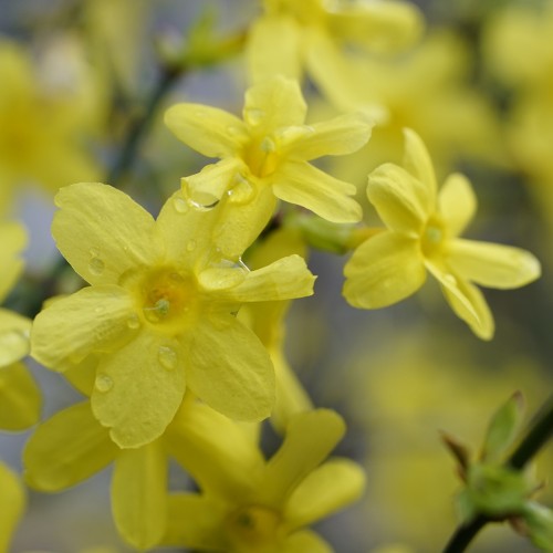 Vinterjasmin 150-175 cm. - Jasminum nudiflorum