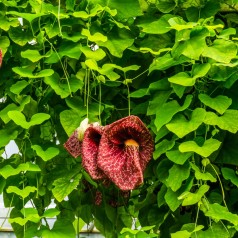 Tobakspibeplante 150-175 cm. - Aristolochia macrophylla