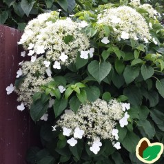 Hydrangea petiolaris / Klatrehortensia