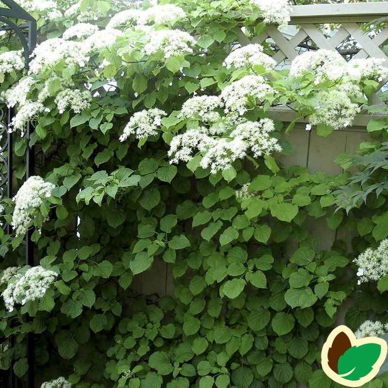 Hydrangea petiolaris / Klatrehortensia