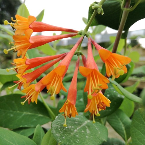 Lonicera brownii Dropmore Scarlet - Kaprifolie